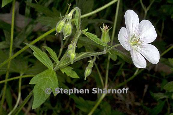 geranium richardsonii 3 graphic